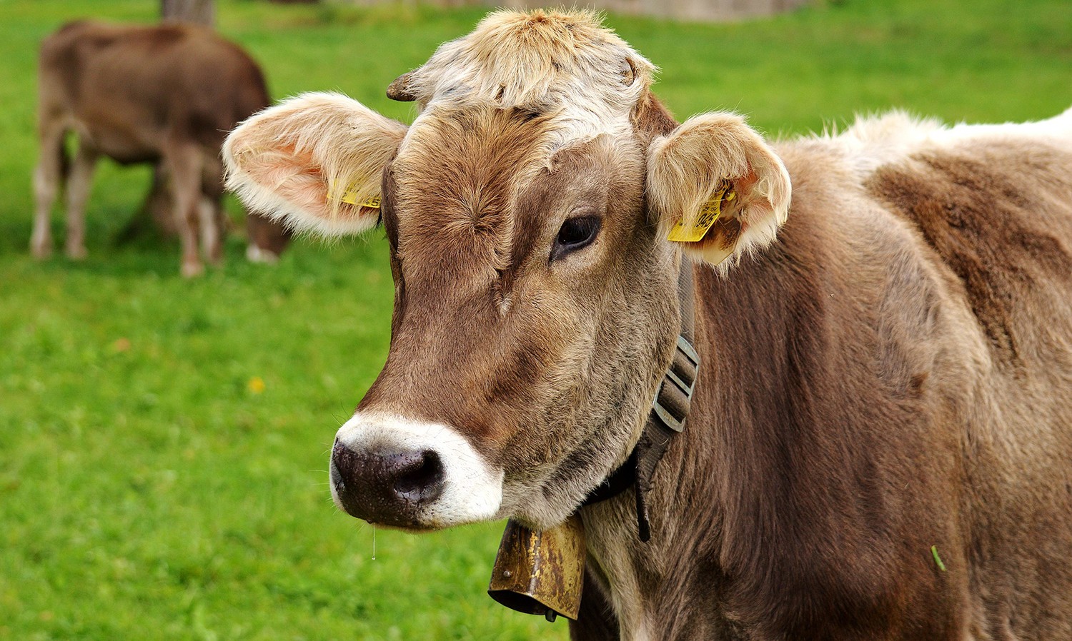 Die Parasiten Im Blick Milchpur