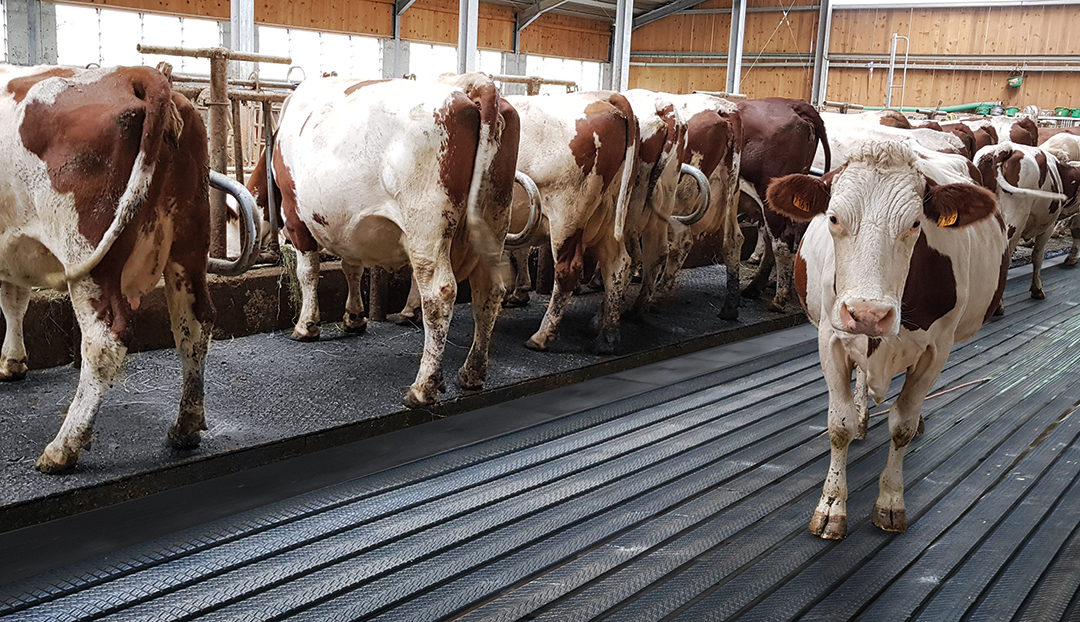 Optimale Klauengesundheit durch Endlos-Gummimatten