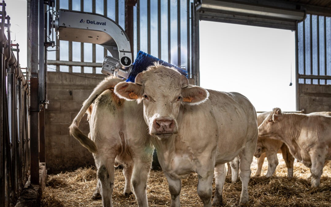 DeLaval bringt schwingende Kuhbürste für mehr Rinder auf den Markt