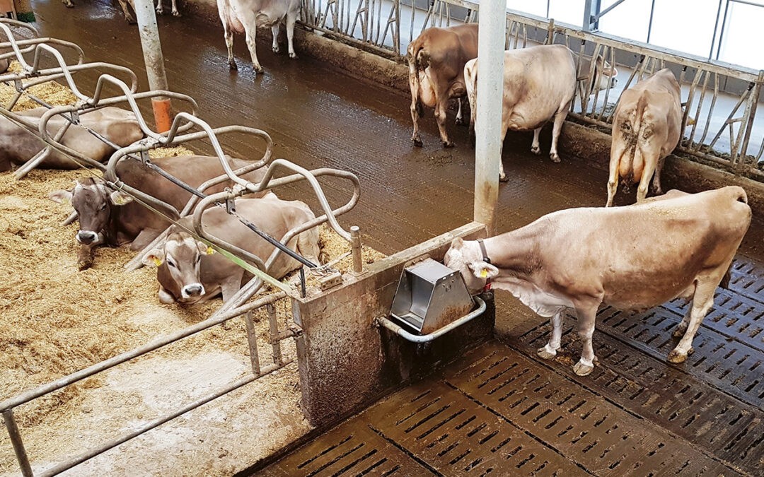 Was Kühe wirklich wollen – Teil 2: Futter und Wasser