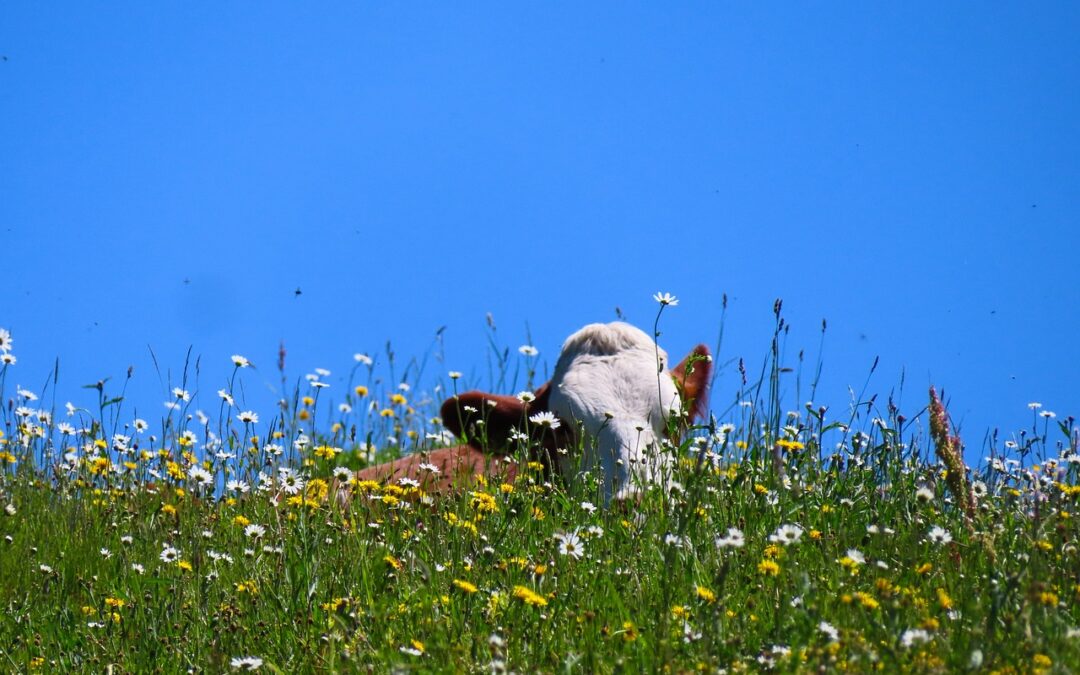 So kommen Ihre Kühe gut durch den Sommer